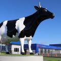 Morrie the Giant Cow-Morrinsville