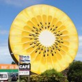 Te Puke Giant Kiwifruit Slice