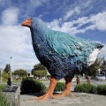 Te Anau Giant  Takahe