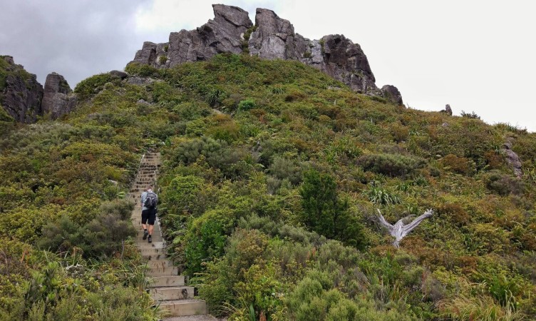 The Kauaeranga Kauri Trail (Pinnacles Walk)