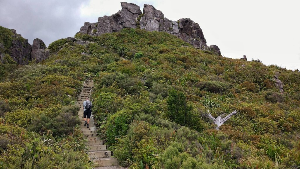 The Kauaeranga Kauri Trail (Pinnacles Walk)