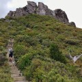 The Kauaeranga Kauri Trail (Pinnacles Walk)