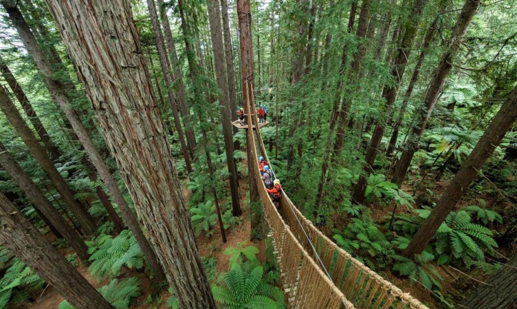 The Redwoods Tree Walk - Rotorua