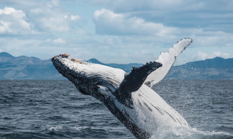 Whale Watch Kaikoura