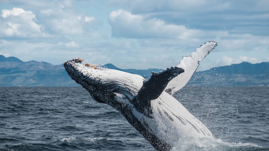 Whale Watch Kaikoura