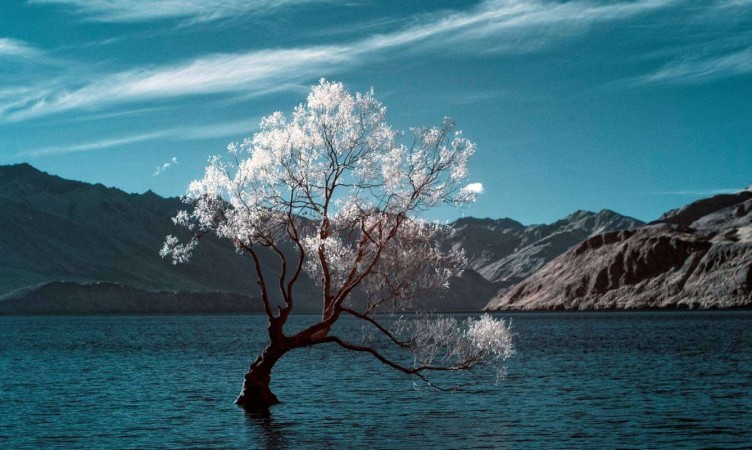 The Wanaka Tree