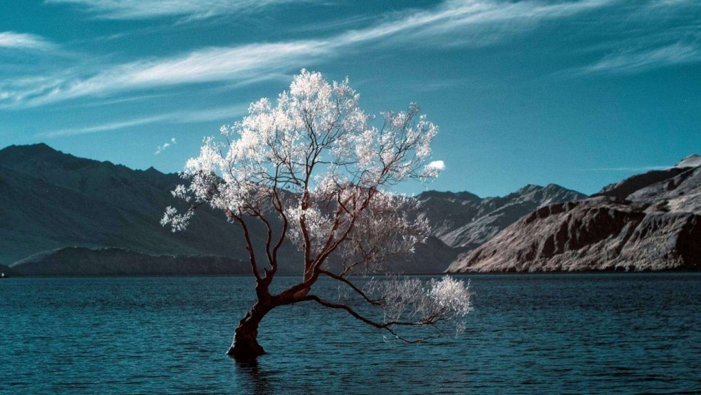 The Wanaka Tree