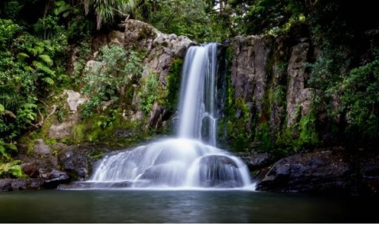 Waiau Falls & Kauri Grove