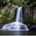 Waiau Falls & Kauri Grove