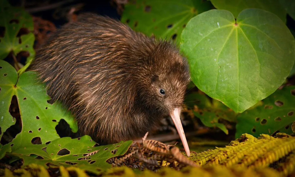 Are you a Kiwi ?