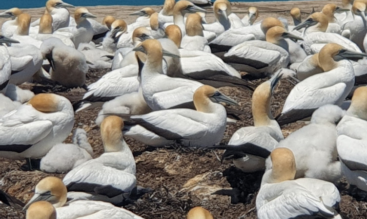 Love Gannets , Go to Cape Kidnappers