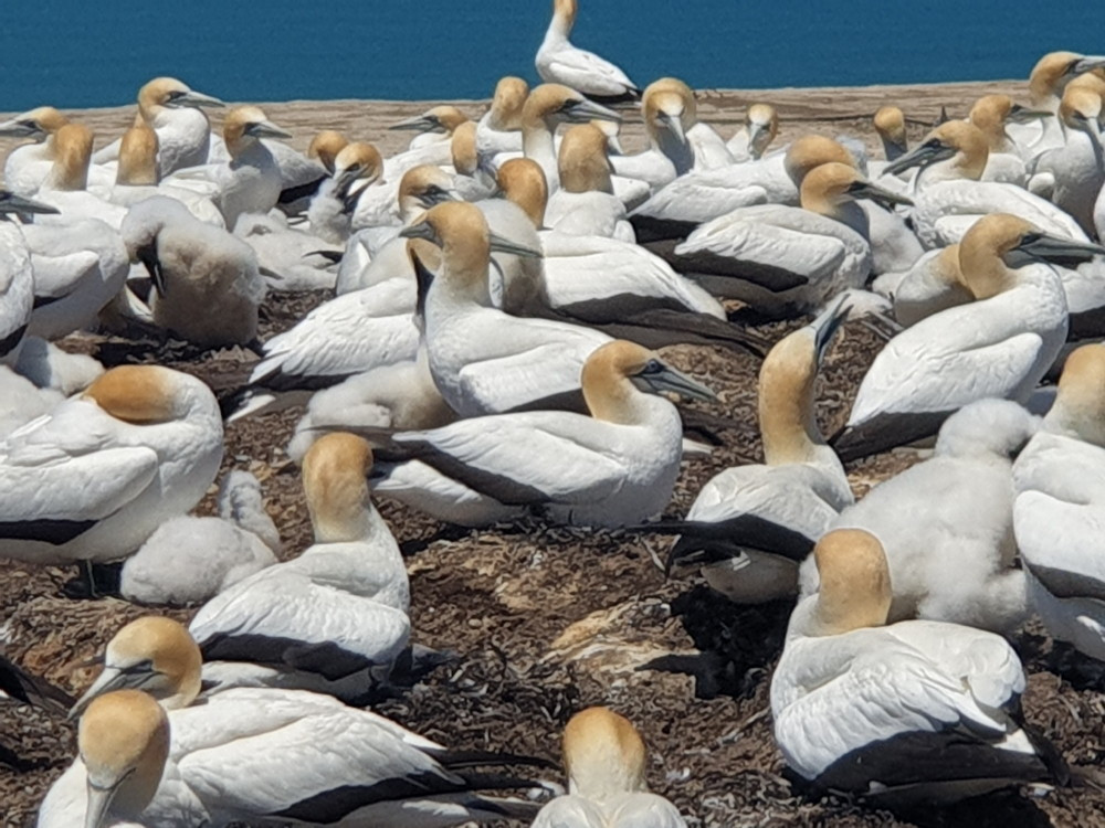 Love Gannets , Go to Cape Kidnappers