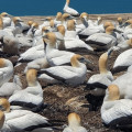 Love Gannets , Go to Cape Kidnappers