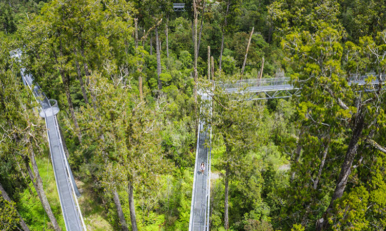 Hokitika Treetop Walk