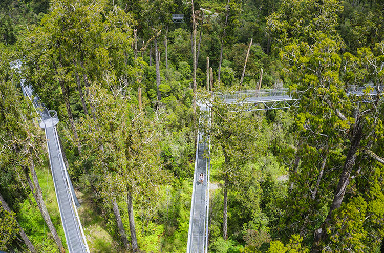 Hokitika Treetop Walk