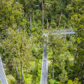 Hokitika Treetop Walk