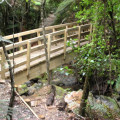 Waiomu Kauri Grove Walk